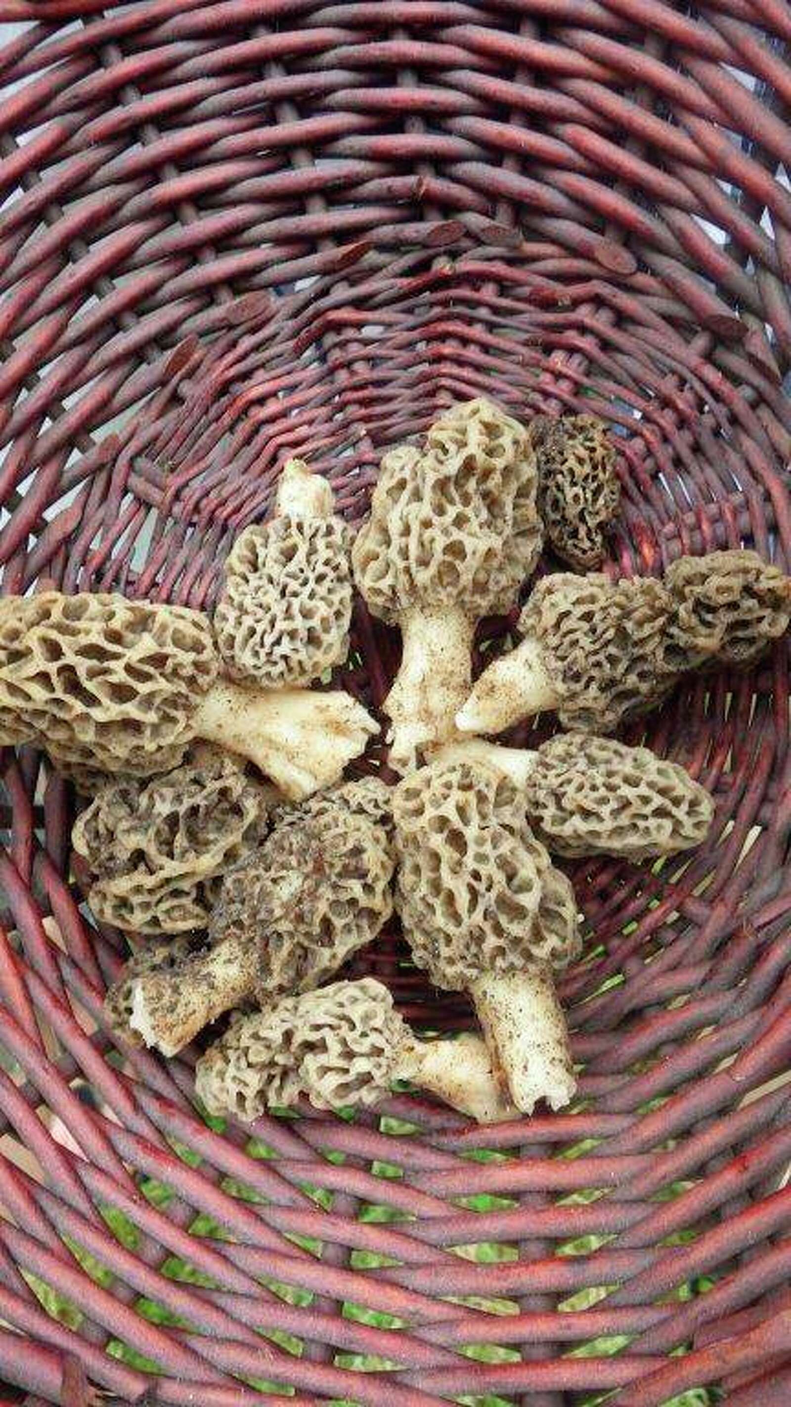 5-things-to-know-about-morel-mushroom-hunting-1.jpg