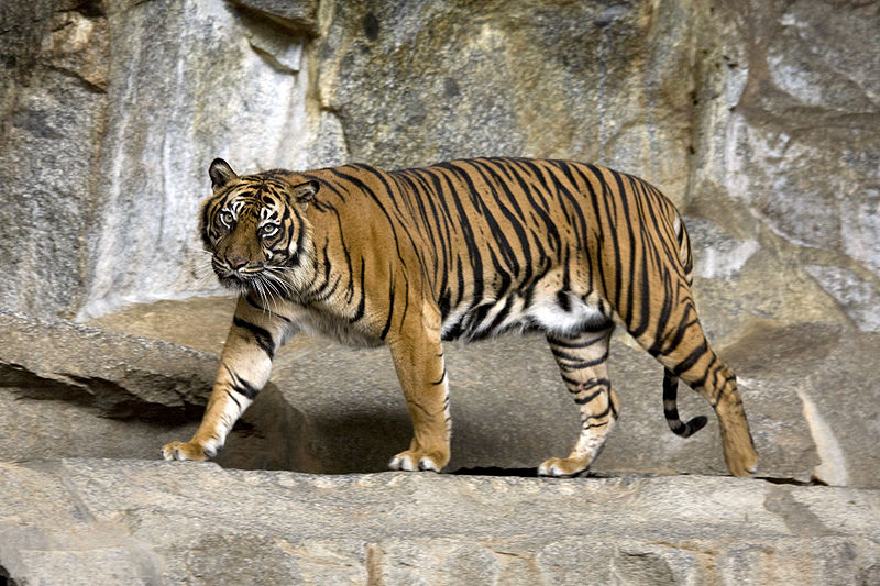 A tiger walking on rocks Description automatically generated with low confidence