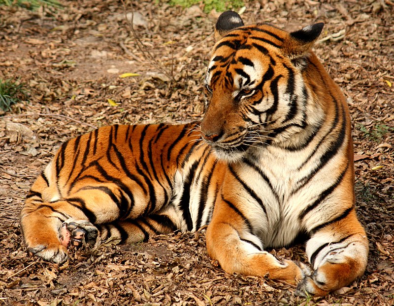 A tiger lying on the ground Description automatically generated