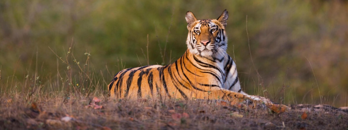 A tiger lying in the grass Description automatically generated with medium confidence