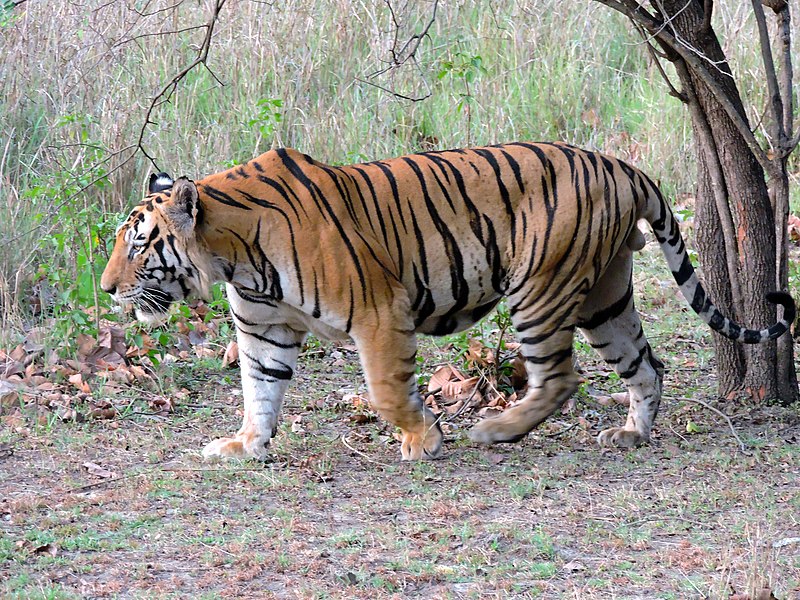 A tiger walking in the grass Description automatically generated with low confidence