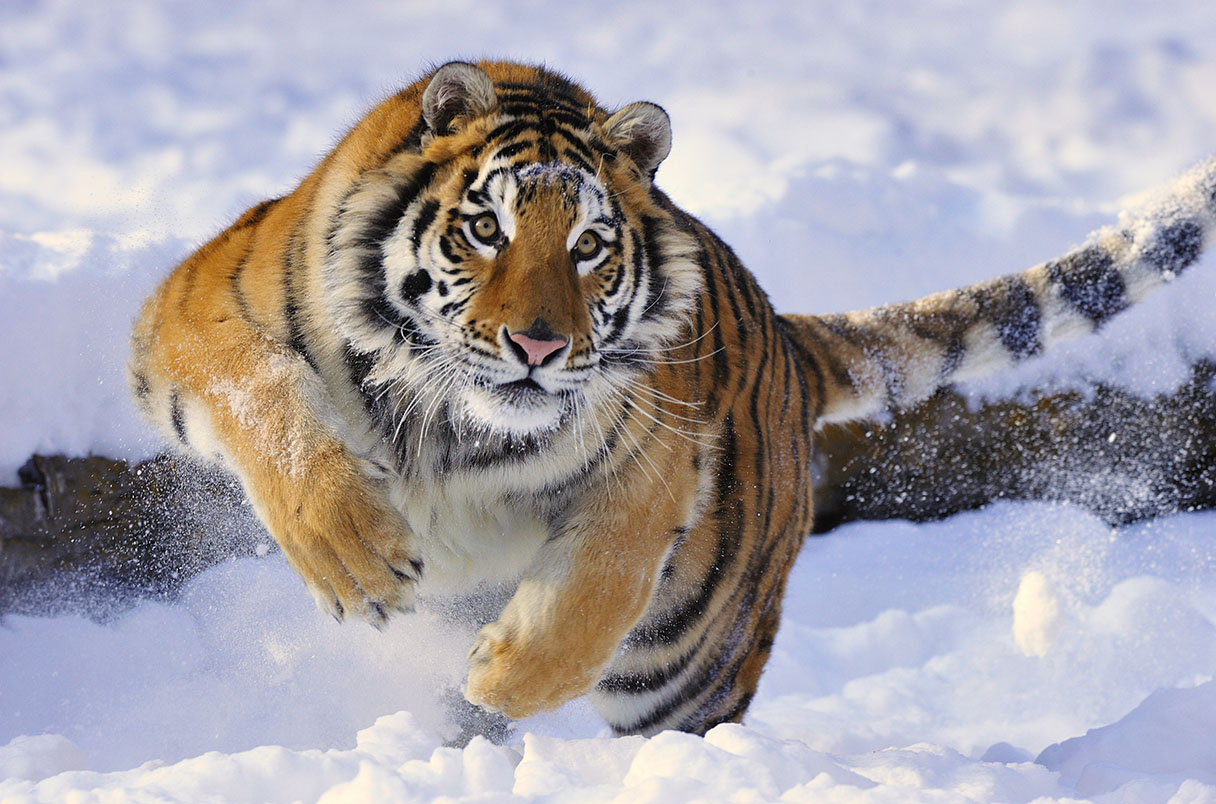 A tiger running in the snow Description automatically generated