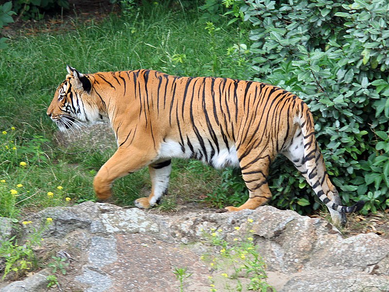 A tiger walking on a rock Description automatically generated