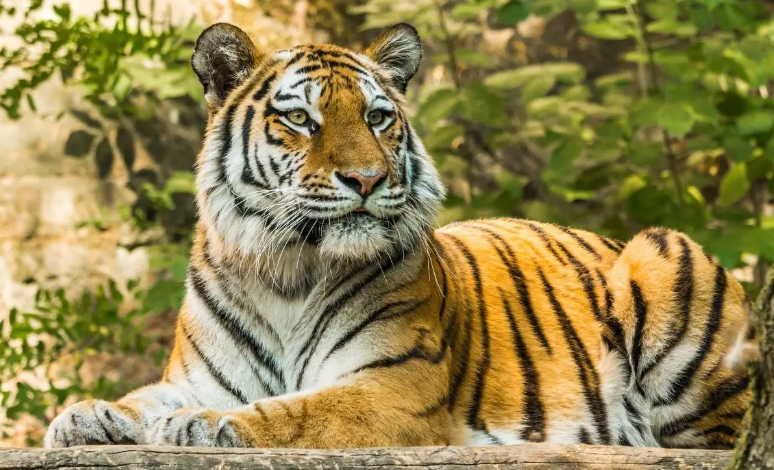 A tiger lying on a log Description automatically generated with medium confidence