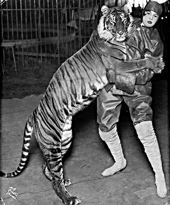 Bali_Tiger_Ringling_Bros_1914