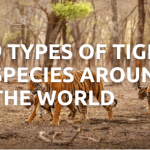 9 Types Of Tiger Species Around The World