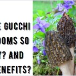 Why Are Gucchi Mushrooms So Pricey? And Their Benefits?