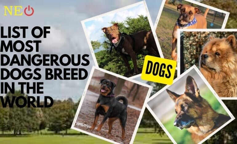 List of most dangerous dogs breed in the world