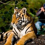 10 Must Visit Jungle Safari in India