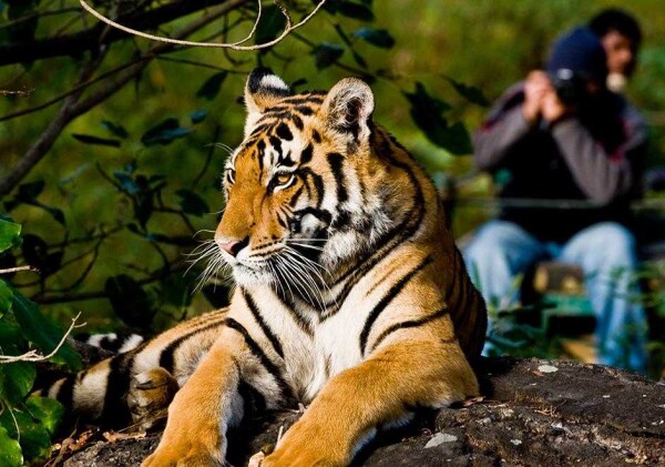 10 Must Visit Jungle Safari in India