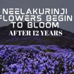 Neelakurinji flowers begin to bloom after 12 years in Karnataka's Kodagu