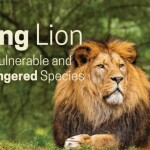 King Lion: A Vulnerable and Endangered Species