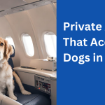 Pet Friendly Airlines That Accept Dogs in 2024