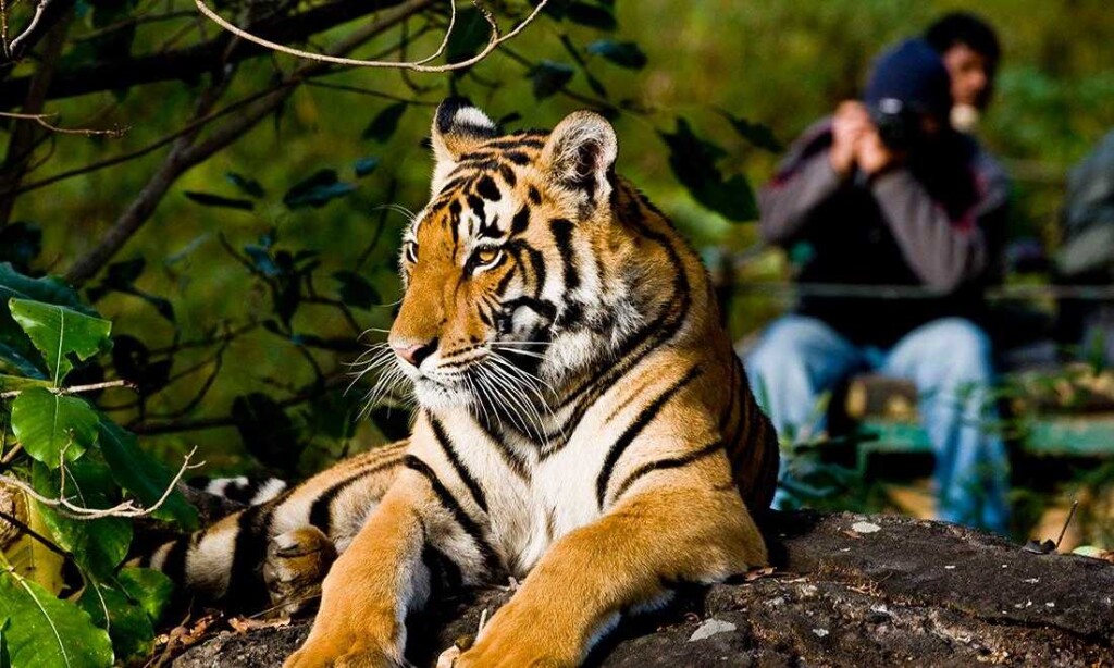 10 Must Visit Jungle Safari in India