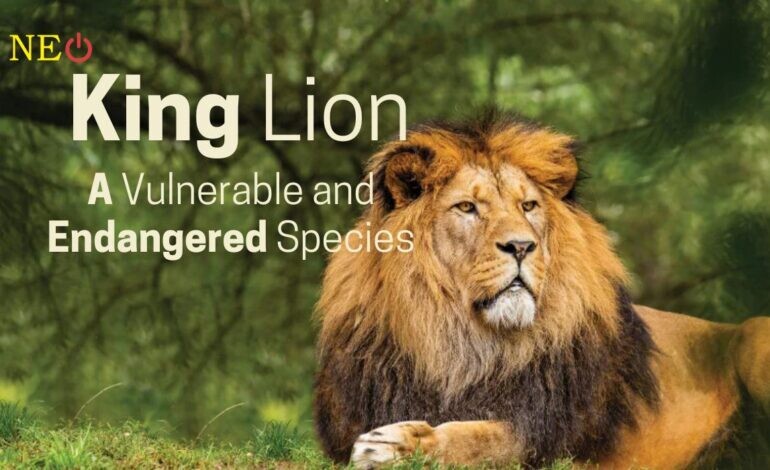 King Lion: A Vulnerable and Endangered Species