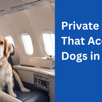 Pet Friendly Airlines That Accept Dogs in 2024